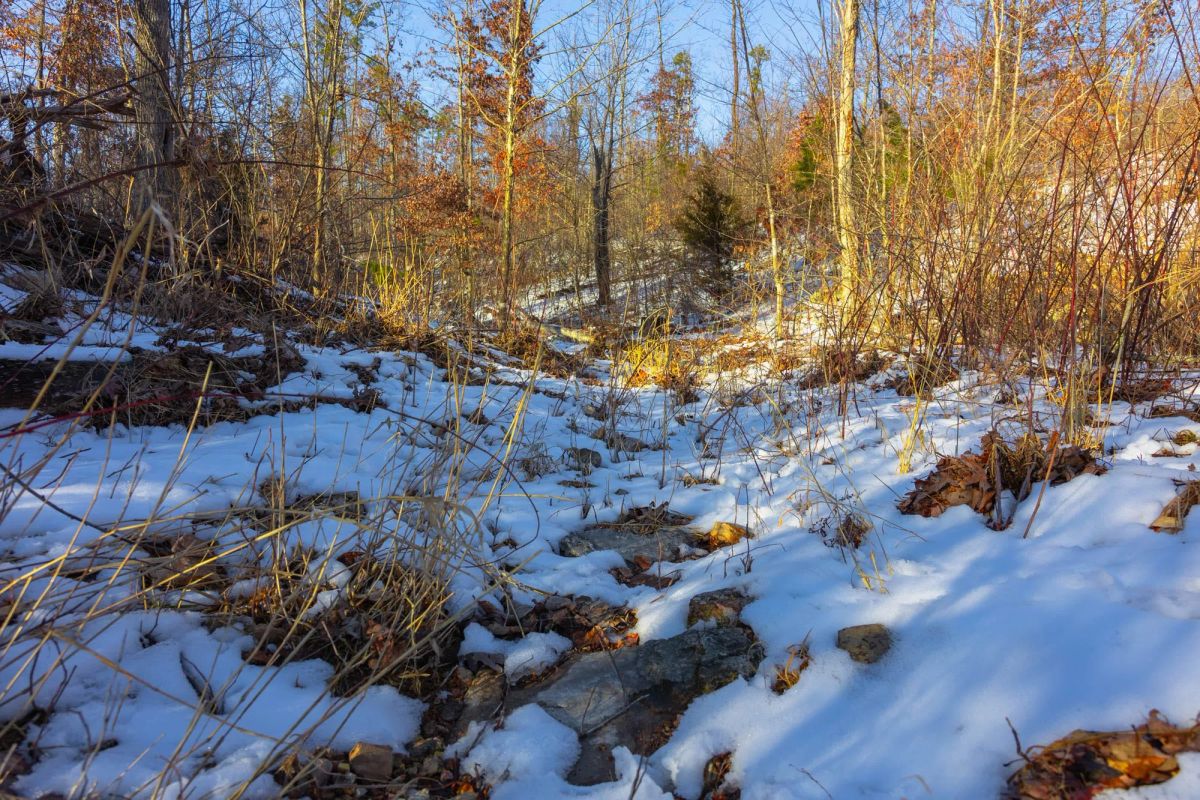 Decorative background for Sleepy Hollow Phase I Tract 32 image 15