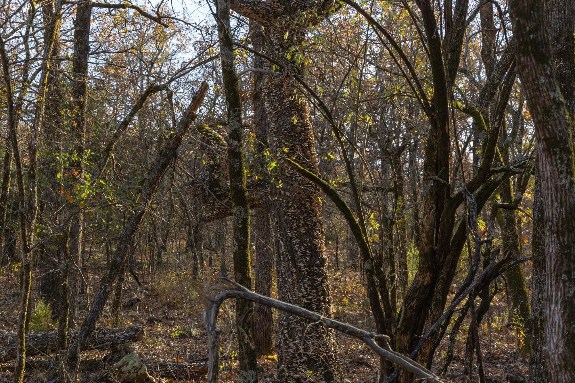 Harmony Hills Tract 52 in Pittsburg County, OK