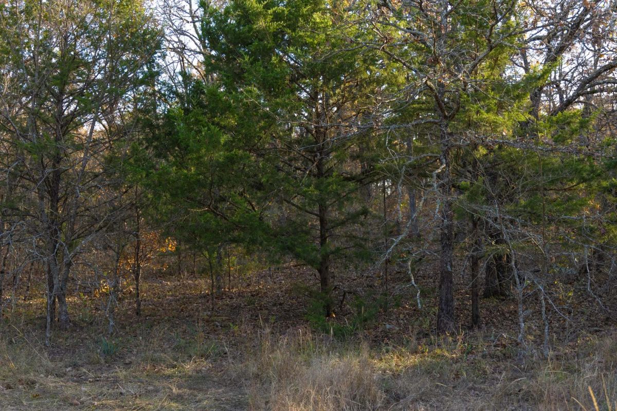 Decorative background for Harmony Hills Tract 52 image 5