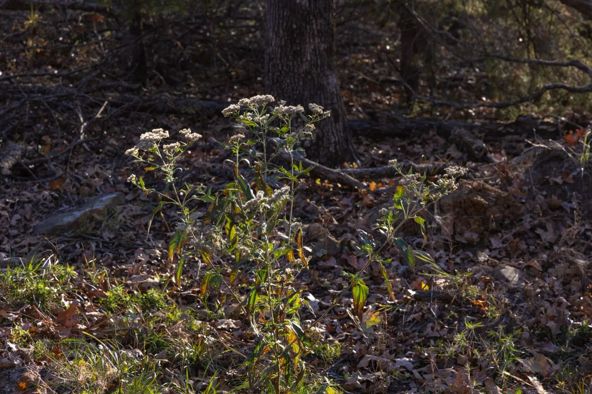 Decorative background for Harmony Hills Tract 52 image 6