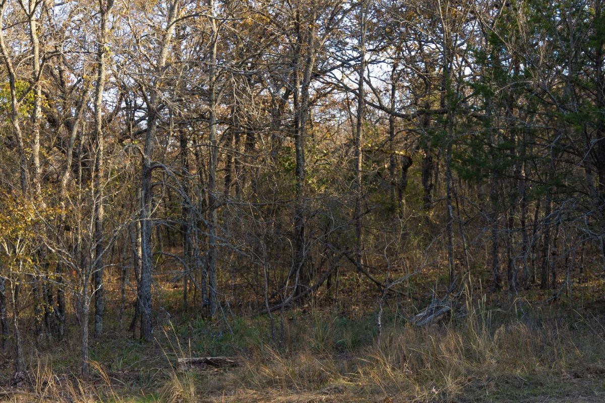 Decorative background for Harmony Hills Tract 52 image 10