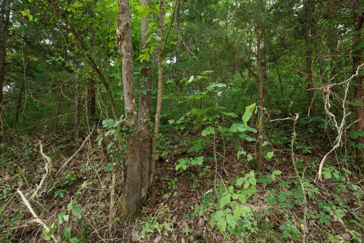 Spring Lake Plat 4 Tract 116 - Image 2