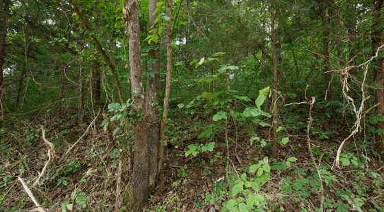 Spring Lake Plat 4 Tract 116 in Miller County, MO