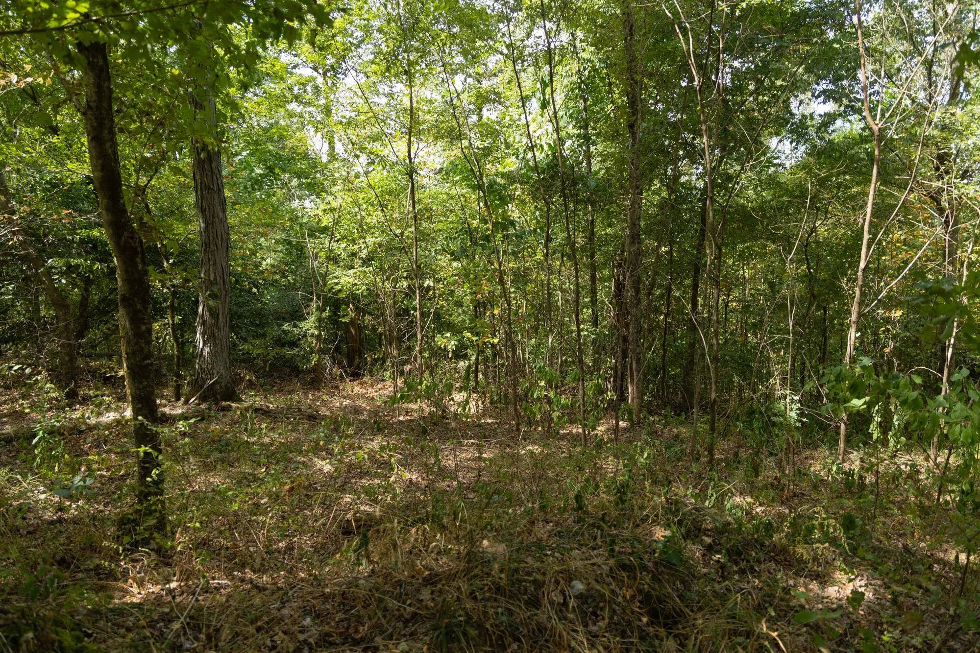 Big White Oak Tract 117 in Perry County, TN
