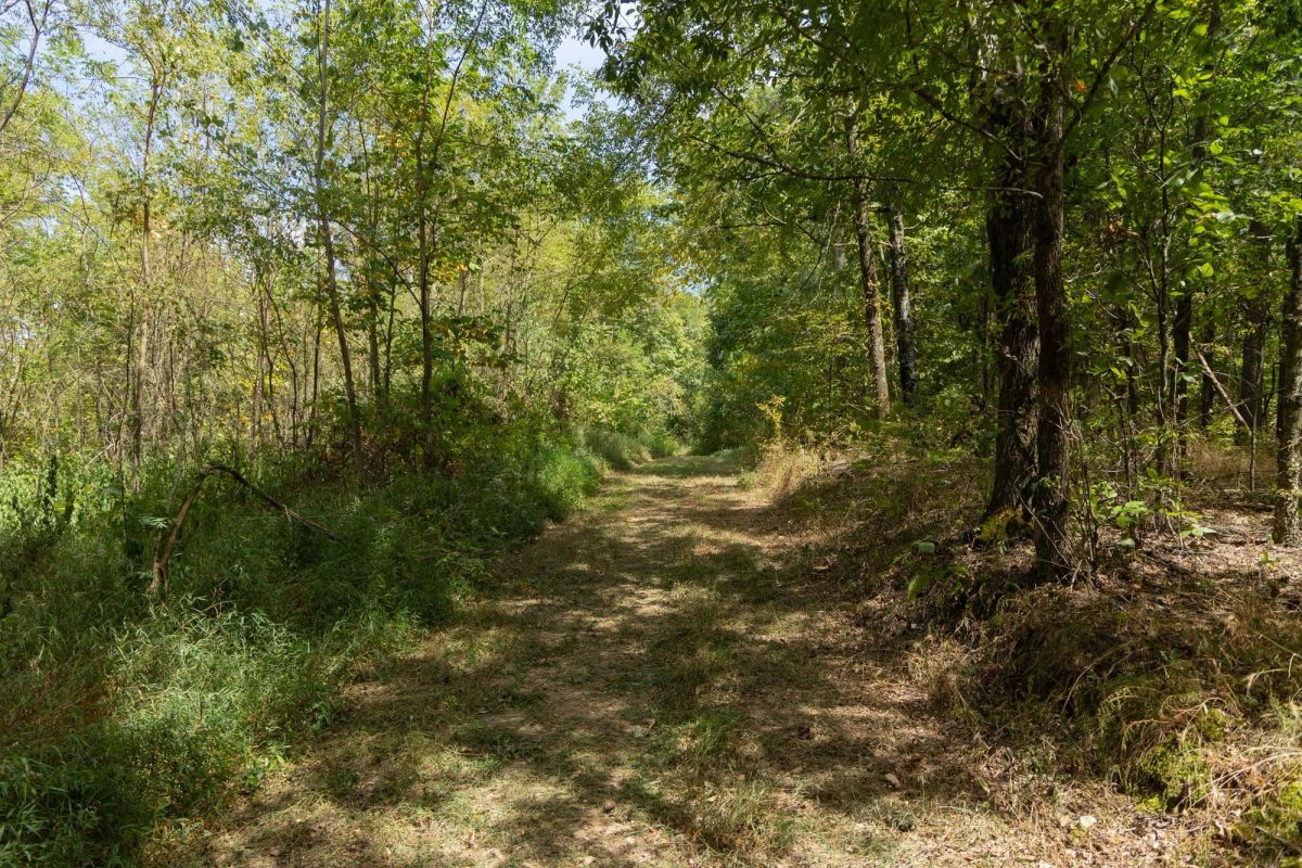 Big White Oak Tract 117 - Image 2