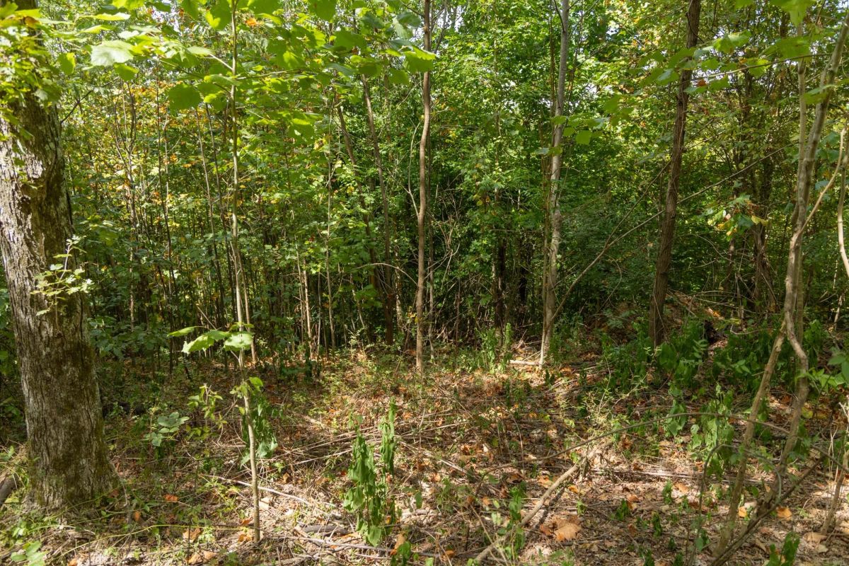 Big White Oak Tract 117 - Image 4
