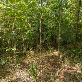 Big White Oak Tract 117 in Perry County, TN