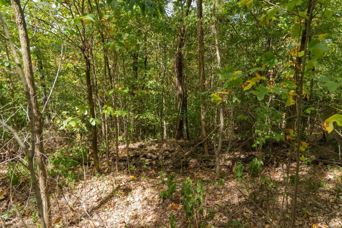 Decorative background for Big White Oak Tract 117 image 6