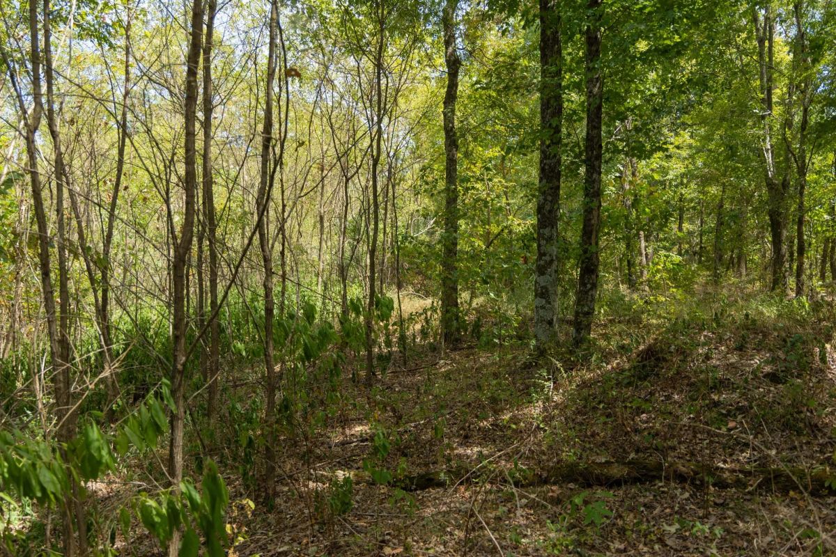 Decorative background for Big White Oak Tract 117 image 7
