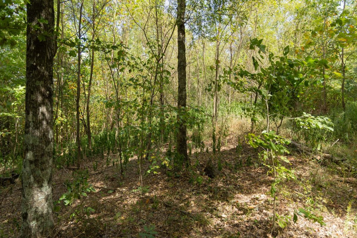 Decorative background for Big White Oak Tract 117 image 8