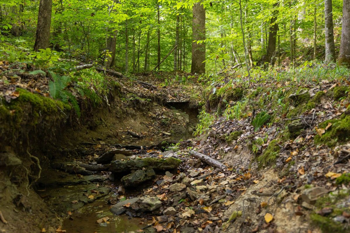 Decorative background for Big White Oak Tract 117 image 9