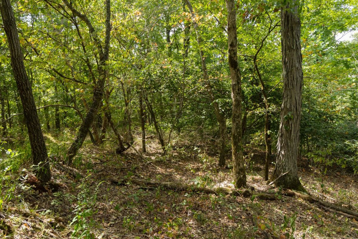 Decorative background for Big White Oak Tract 117 image 10