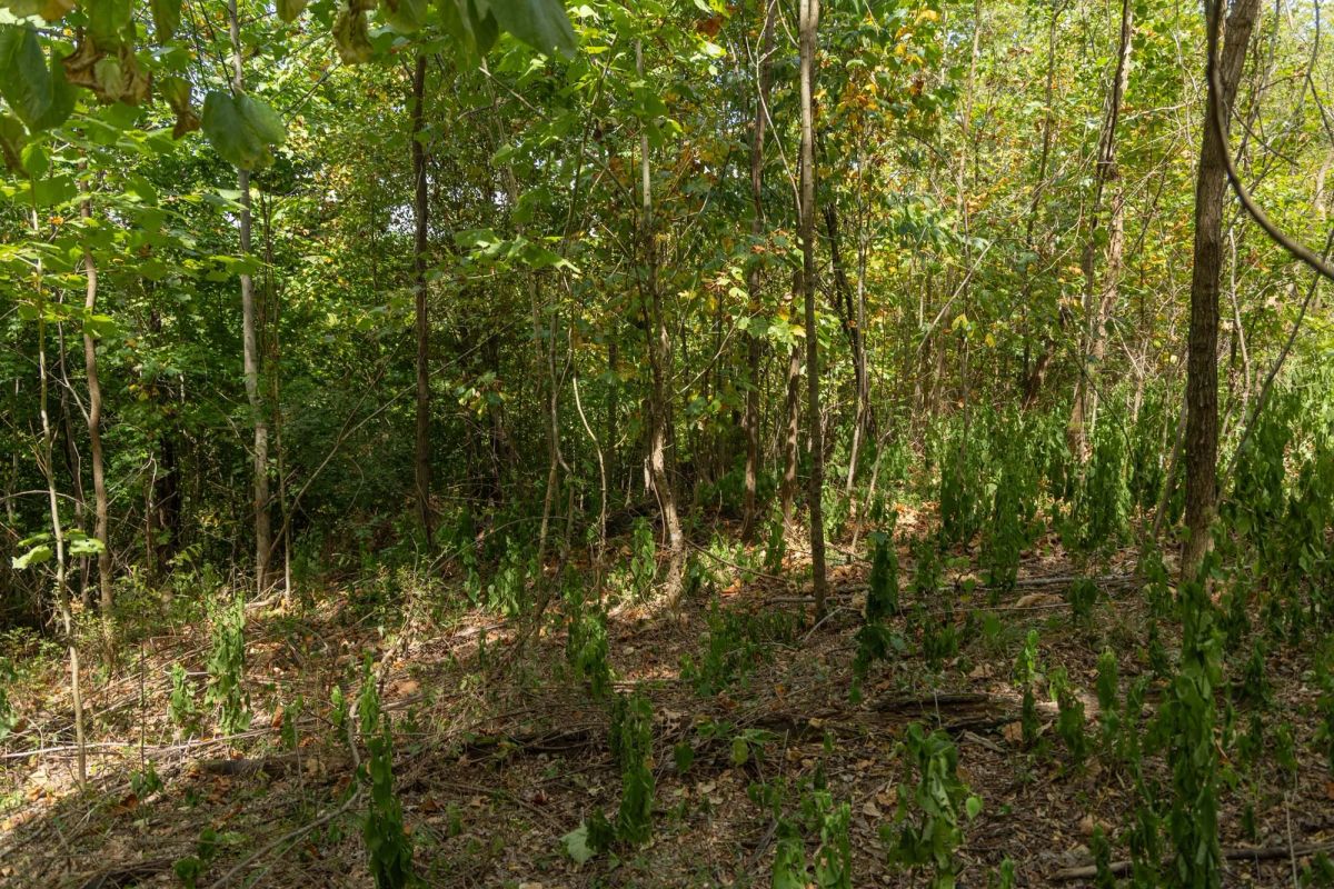 Decorative background for Big White Oak Tract 117 image 11