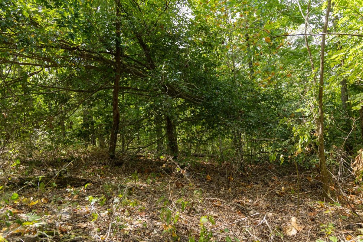 Decorative background for Big White Oak Tract 117 image 12