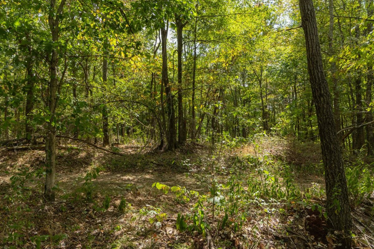 Decorative background for Big White Oak Tract 117 image 13
