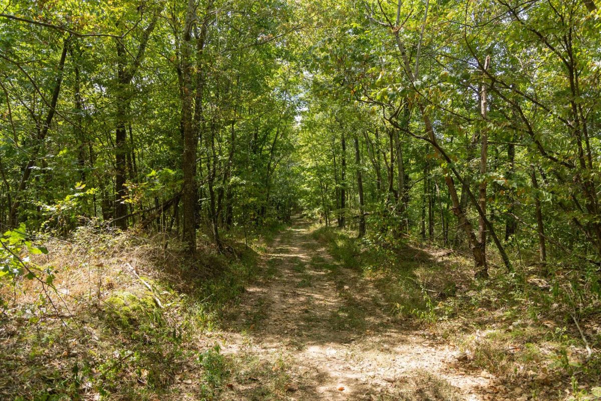 Decorative background for Big White Oak Tract 117 image 14