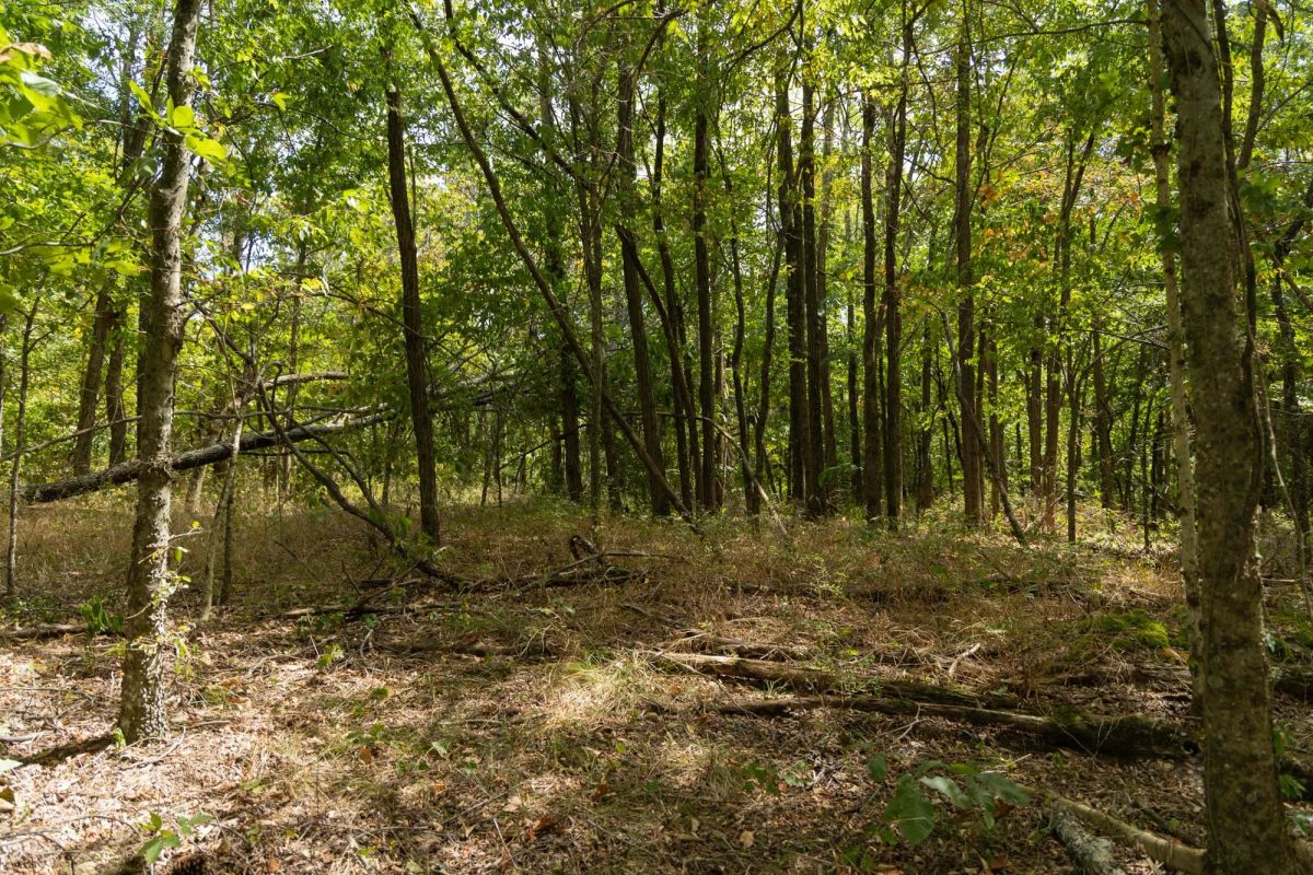 Decorative background for Big White Oak Tract 117 image 15