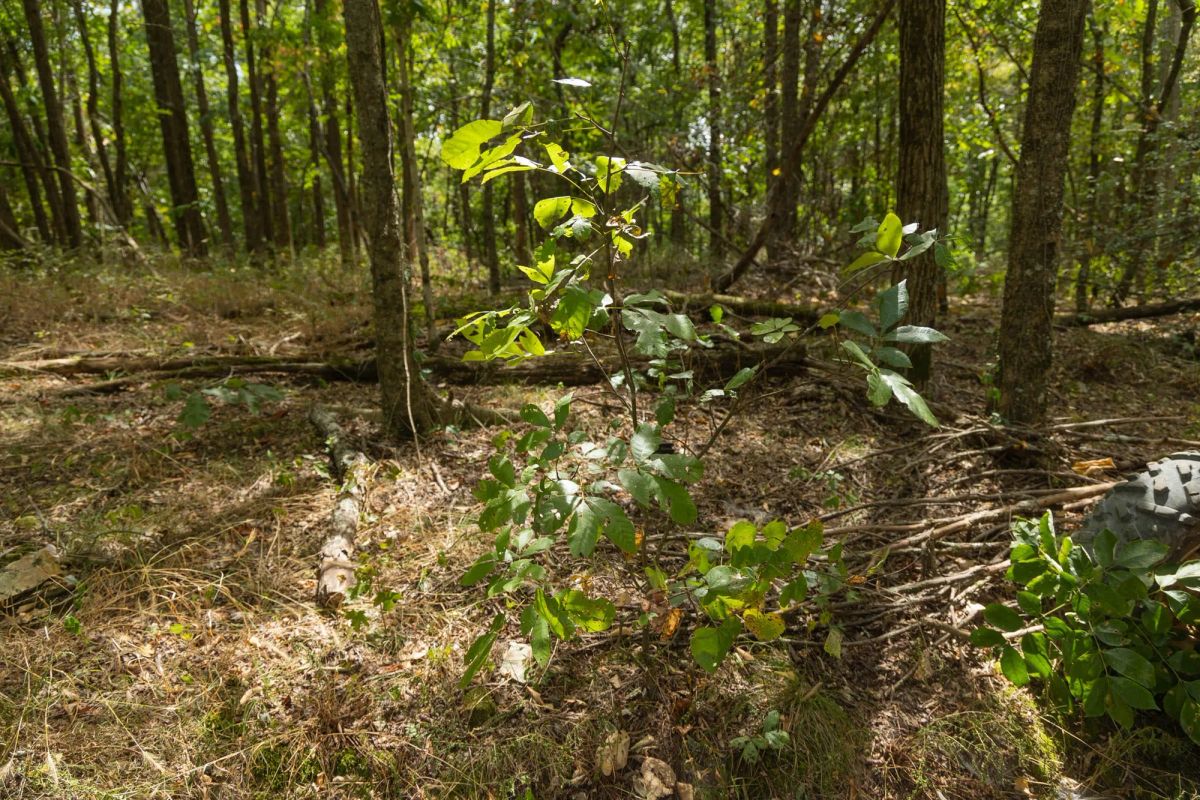 Decorative background for Big White Oak Tract 117 image 16