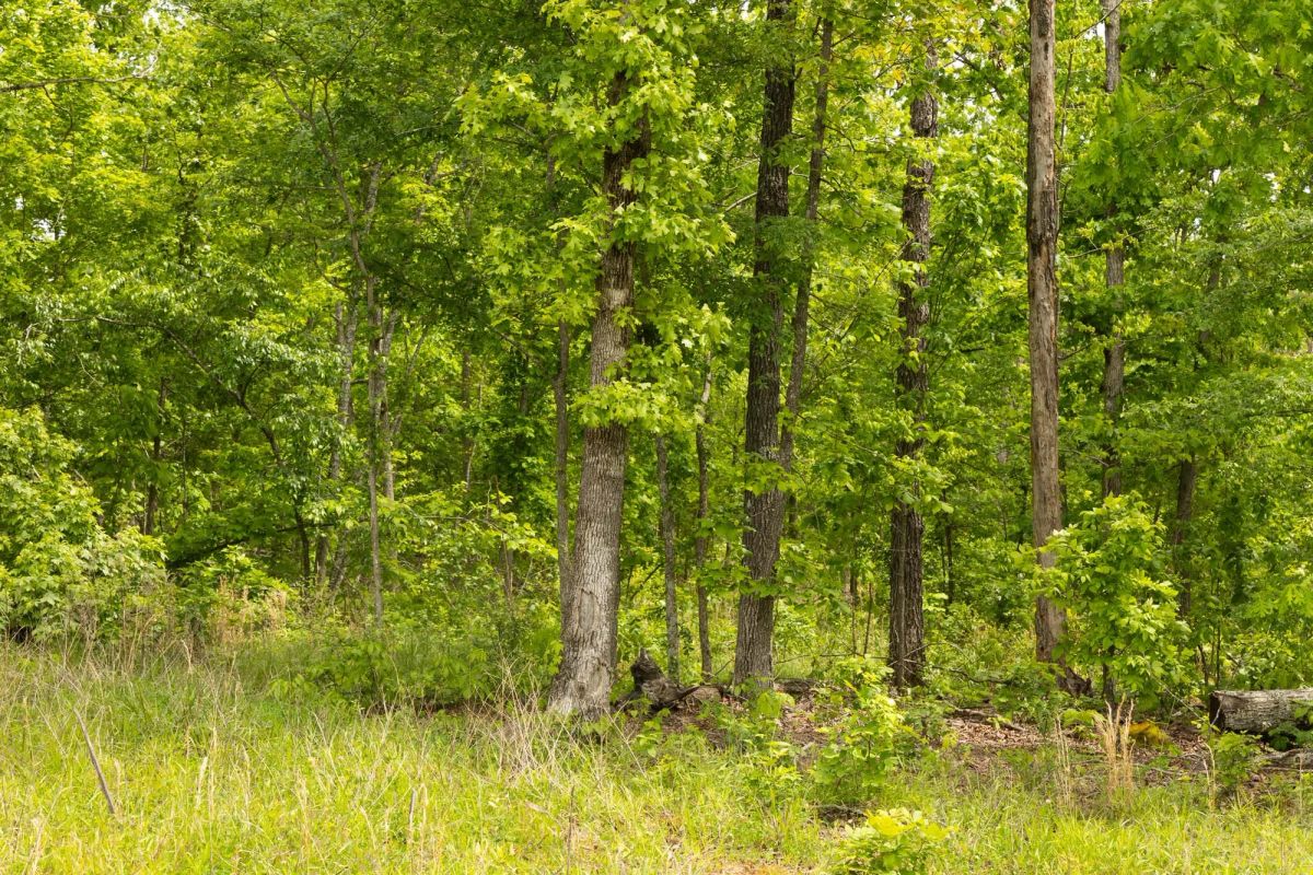Stardust Estates Tract 12 - Image 3
