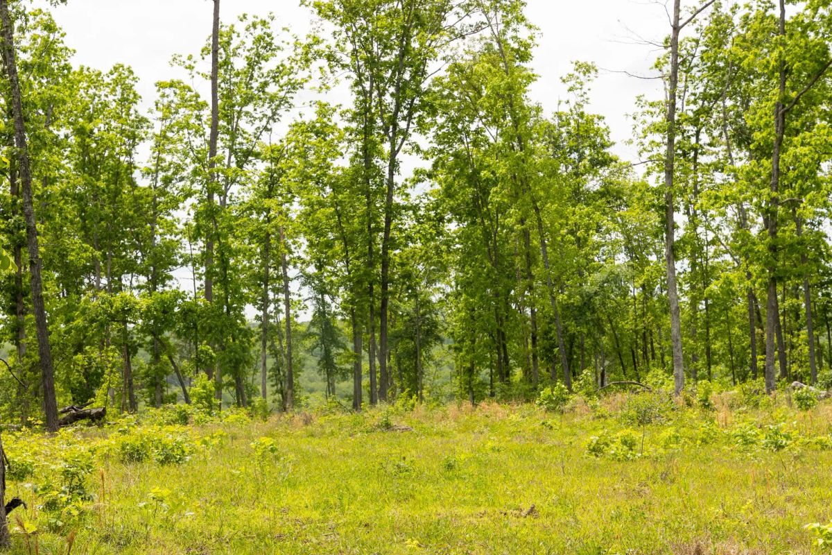 Stardust Estates Tract 12 - Image 4