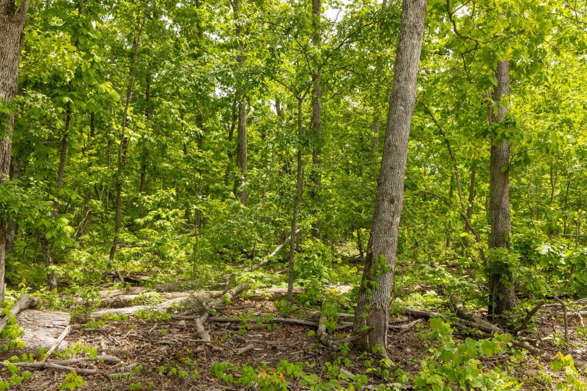 Decorative background for Stardust Estates Tract 12 image 5