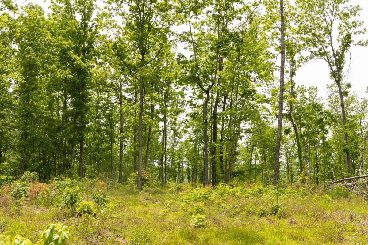 Decorative background for Stardust Estates Tract 12 image 6