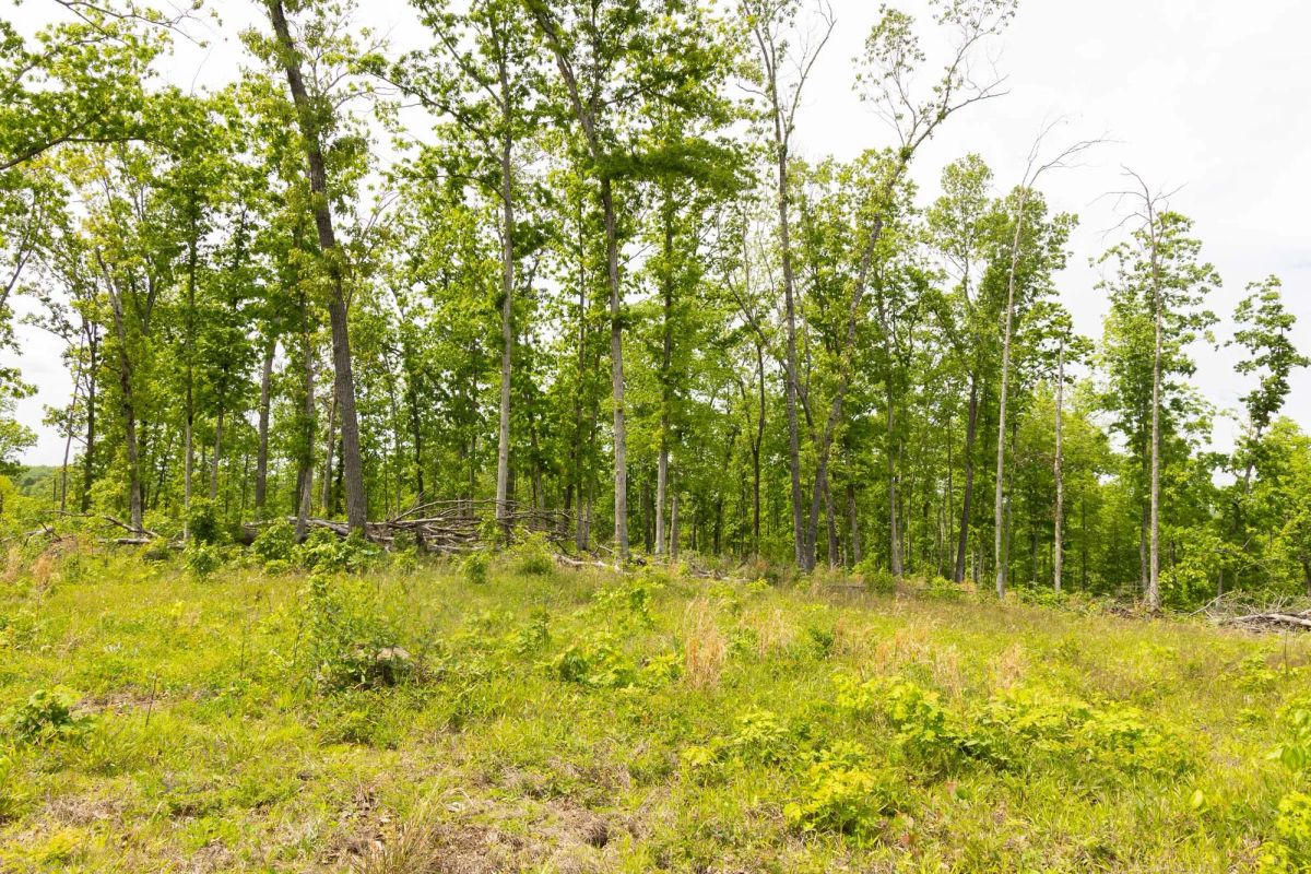 Decorative background for Stardust Estates Tract 12 image 8