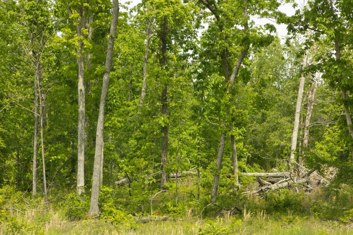 Decorative background for Stardust Estates Tract 12 image 9