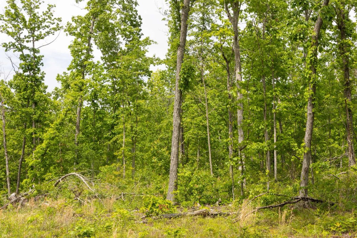 Decorative background for Stardust Estates Tract 12 image 10