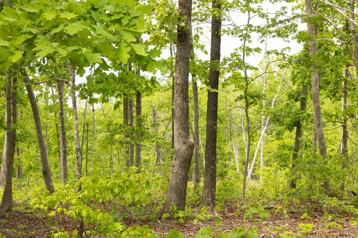 Stardust Estates Tract 9 - Image 3