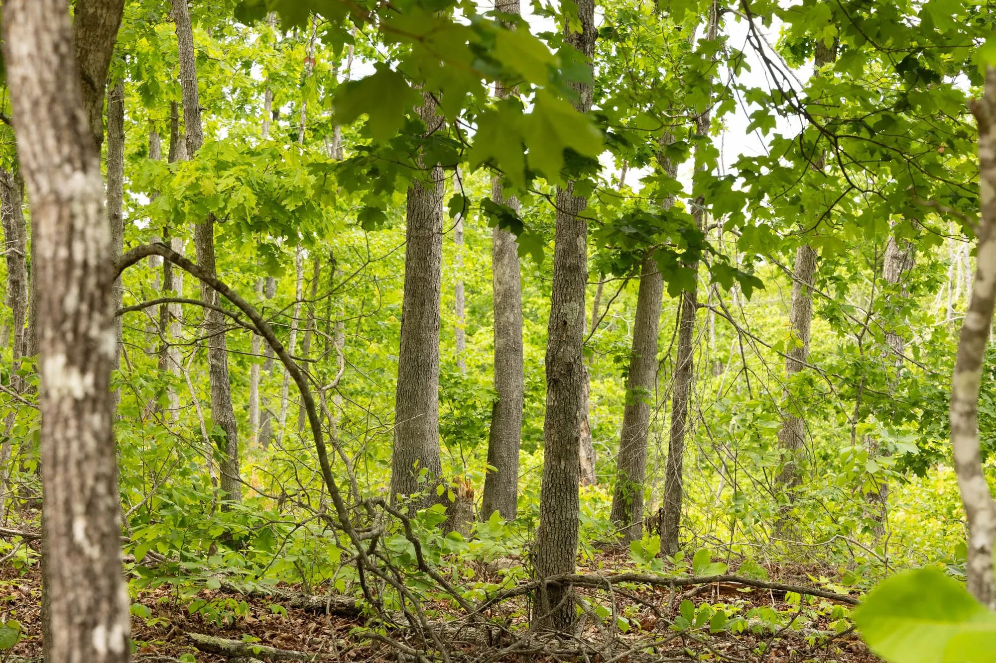 Stardust Estates Tract 9 in Reynolds County, MO