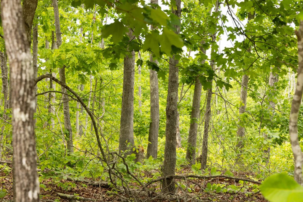 Stardust Estates Tract 9 - Image 4