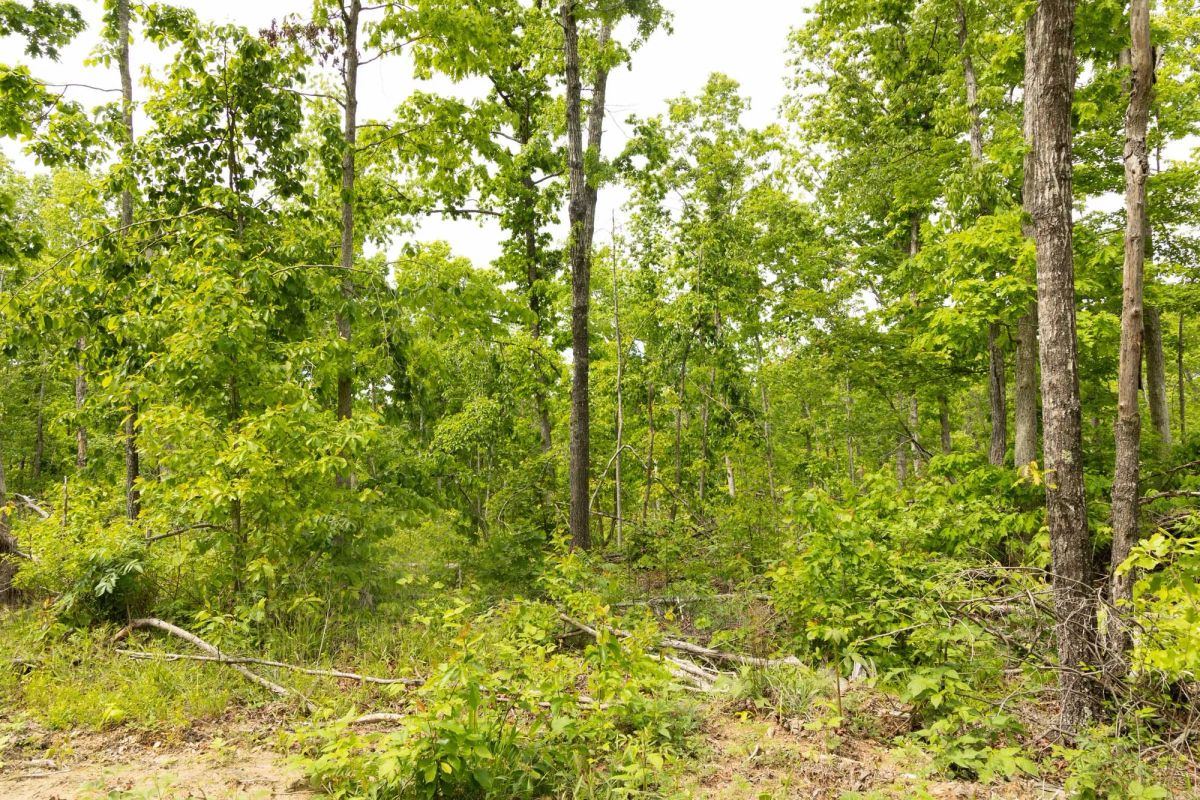 Decorative background for Stardust Estates Tract 9 image 6