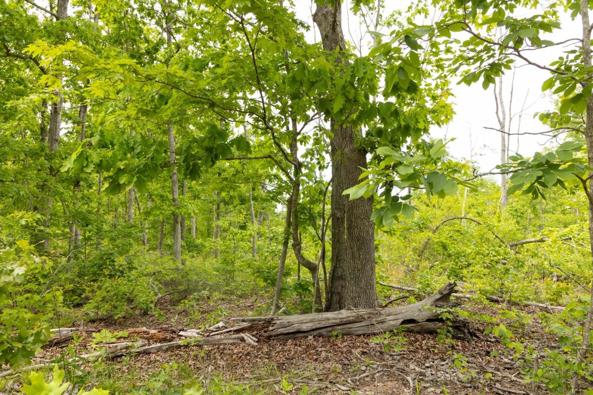Decorative background for Stardust Estates Tract 9 image 7