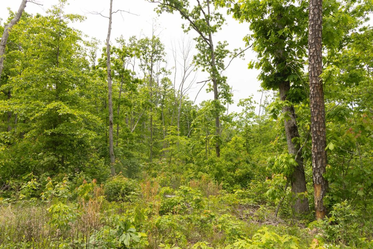 Decorative background for Stardust Estates Tract 9 image 9