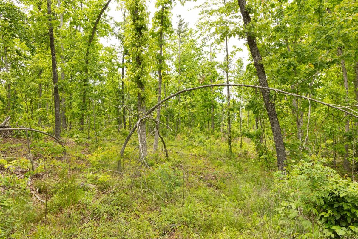 Decorative background for Stardust Estates Tract 9 image 10