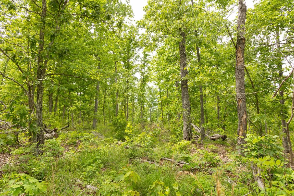 Decorative background for Stardust Estates Tract 9 image 11