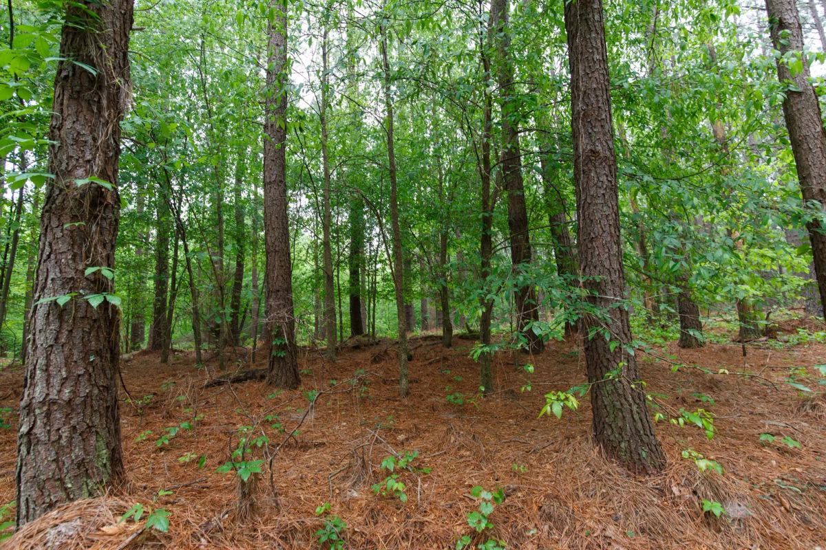 Red Barn Ranch Tract 27 - Image 2
