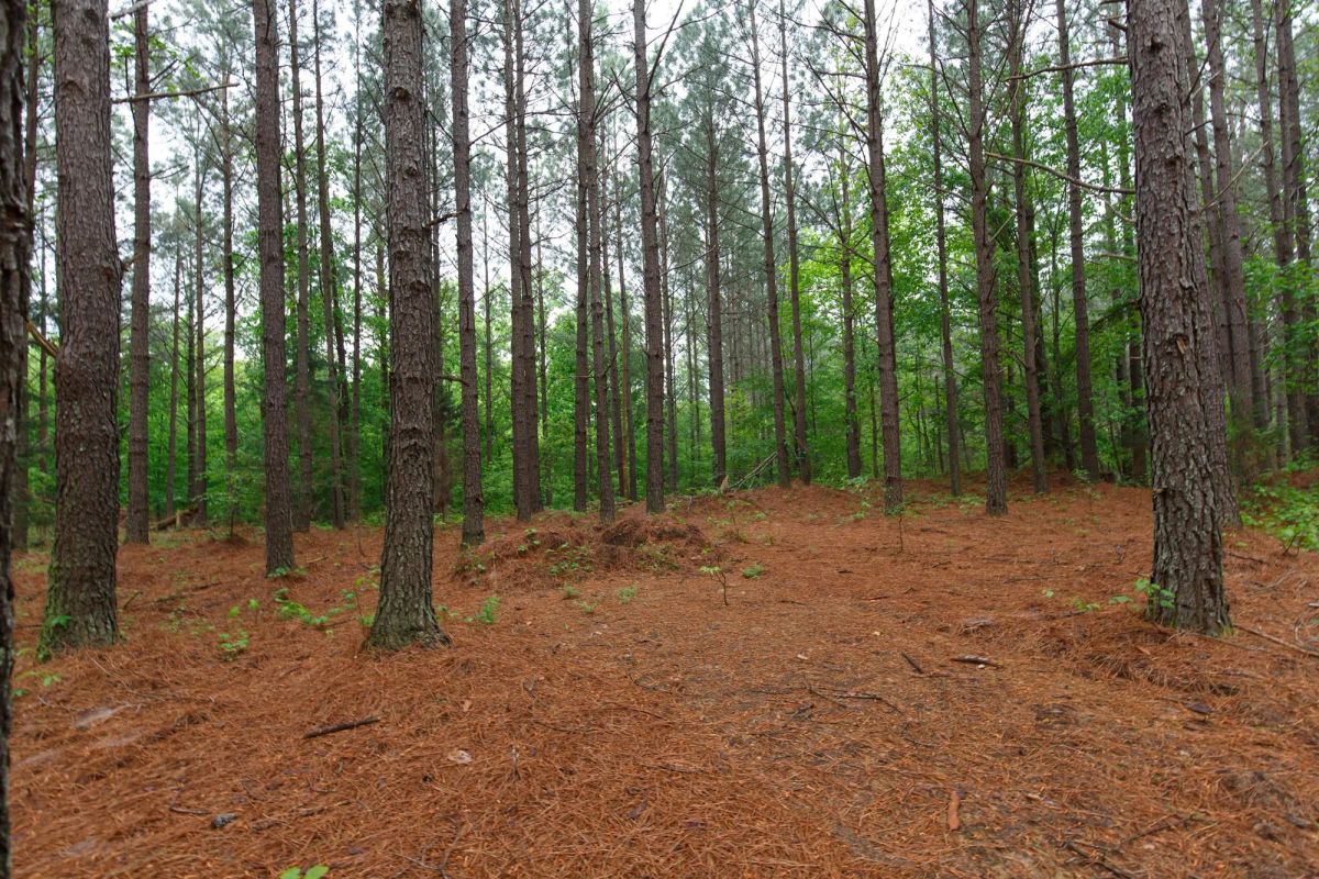Decorative background for Red Barn Ranch Tract 27 image 5