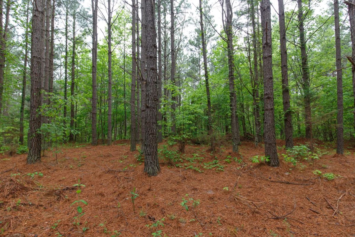 Decorative background for Red Barn Ranch Tract 27 image 9