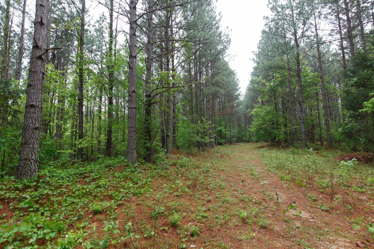 Decorative background for Red Barn Ranch Tract 27 image 10
