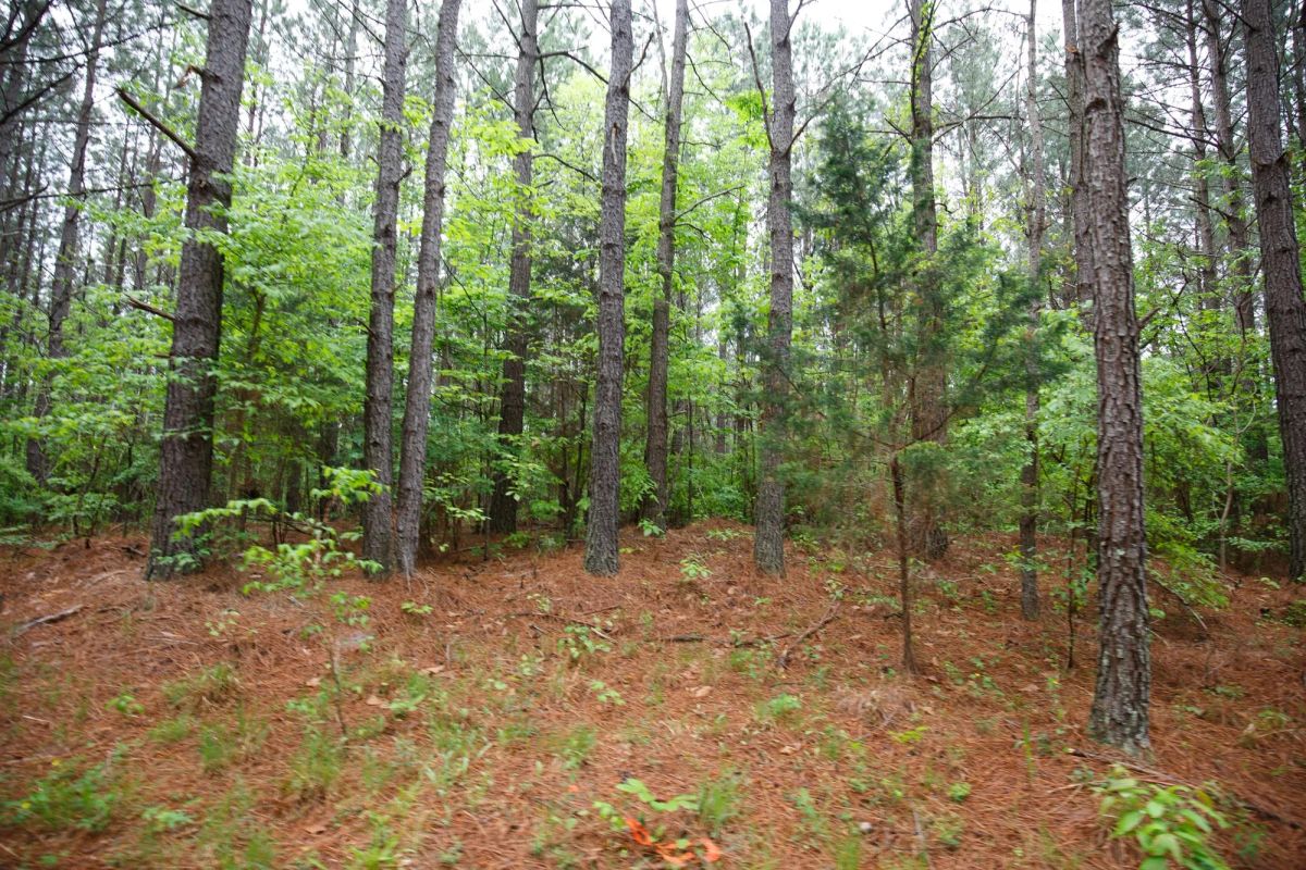 Decorative background for Red Barn Ranch Tract 27 image 12