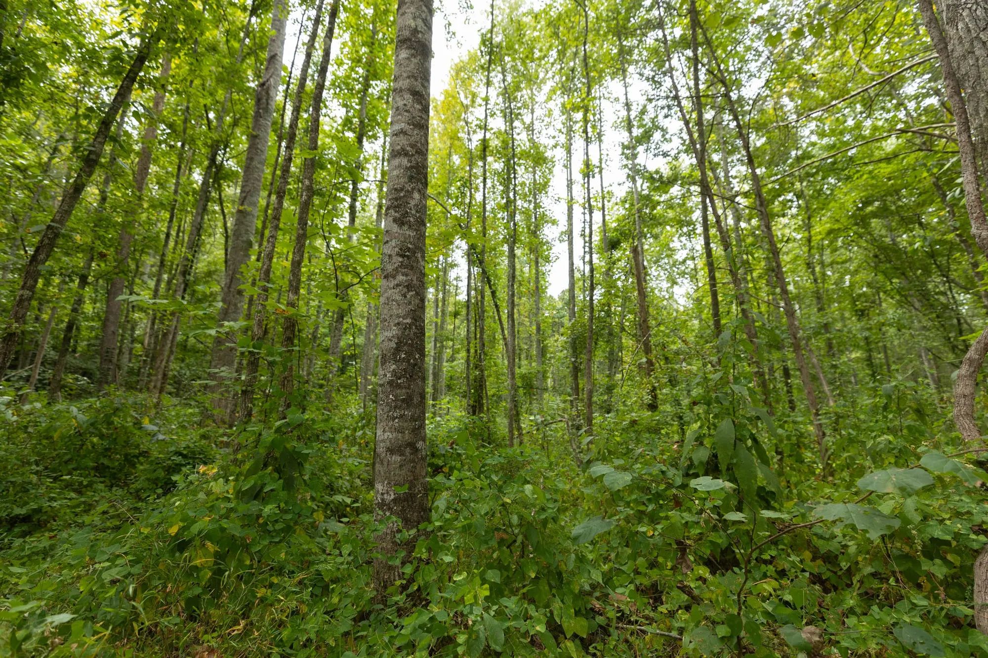 Big White Oak Tract 149 in Perry County, TN