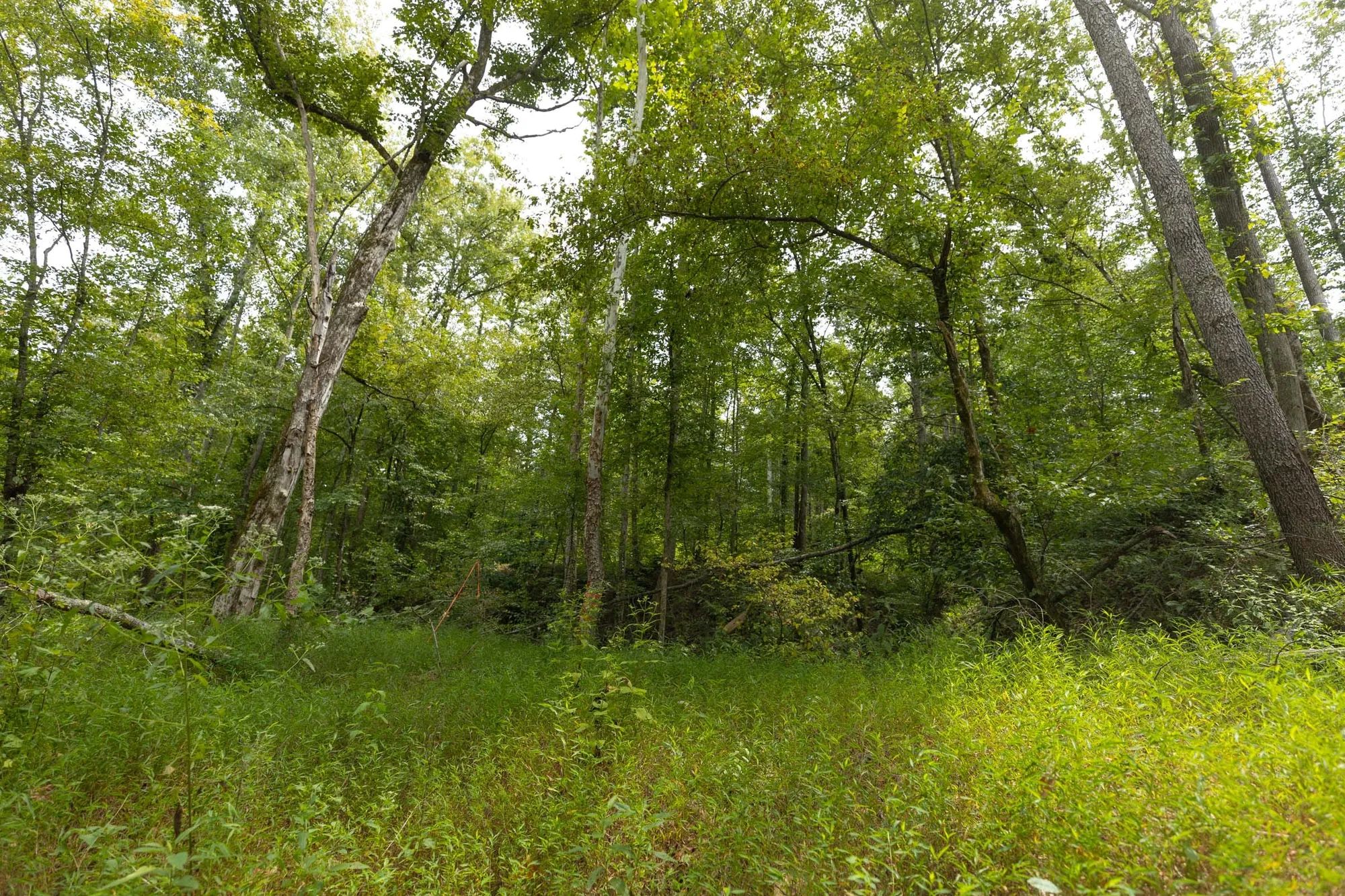 Big White Oak Tract 149 in Perry County, TN