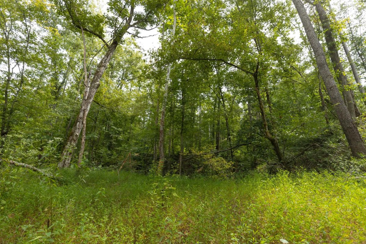 Big White Oak Tract 149 - Image 3