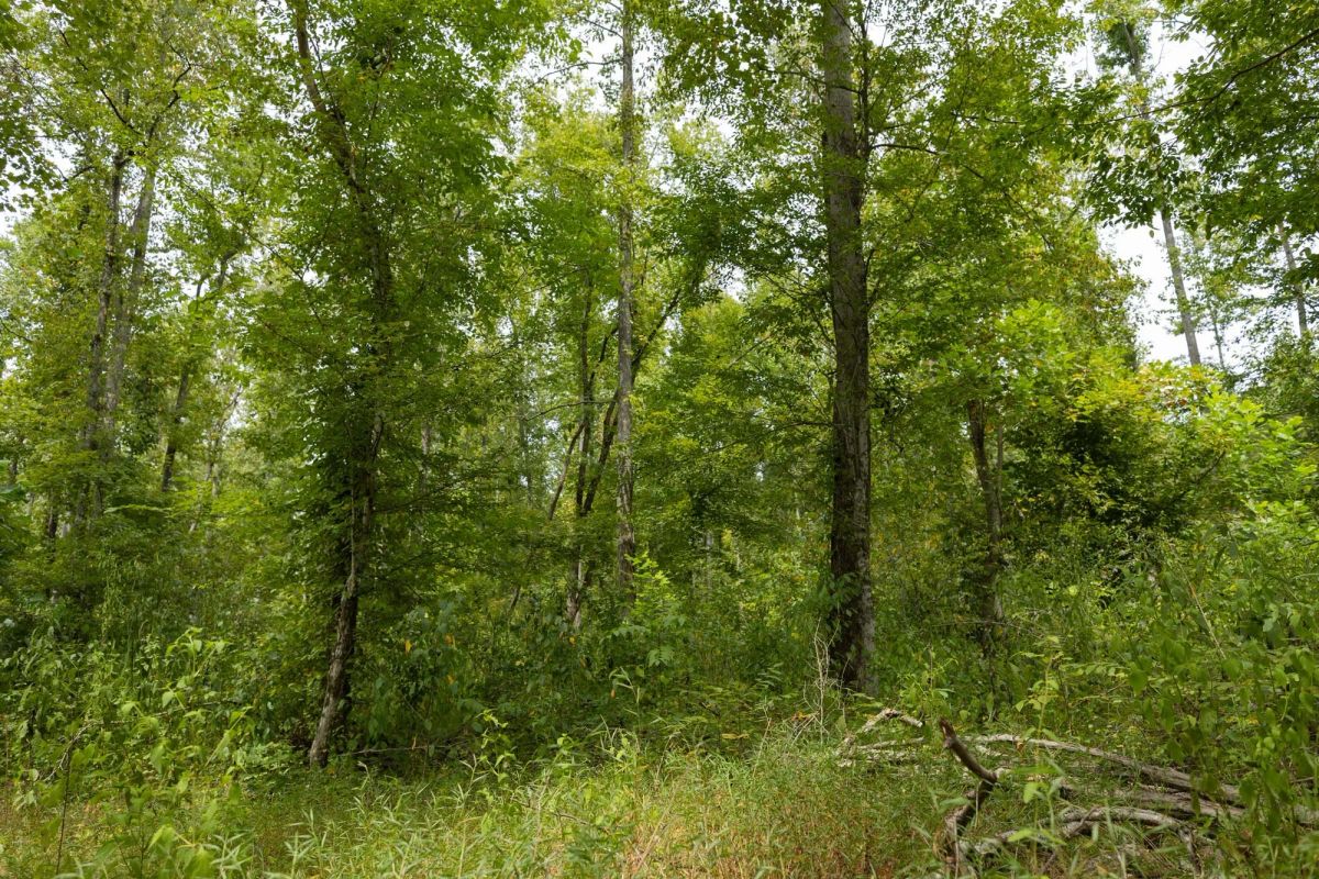 Big White Oak Tract 149 - Image 4