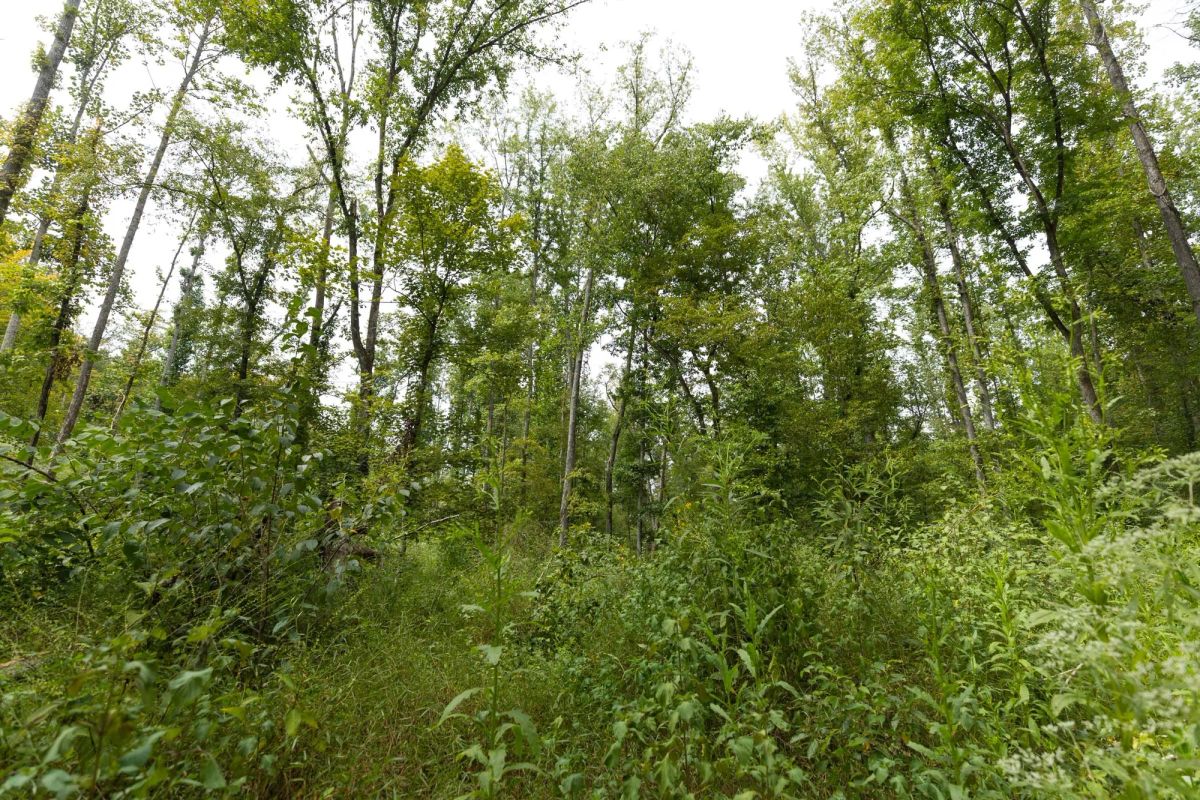 Decorative background for Big White Oak Tract 149 image 5