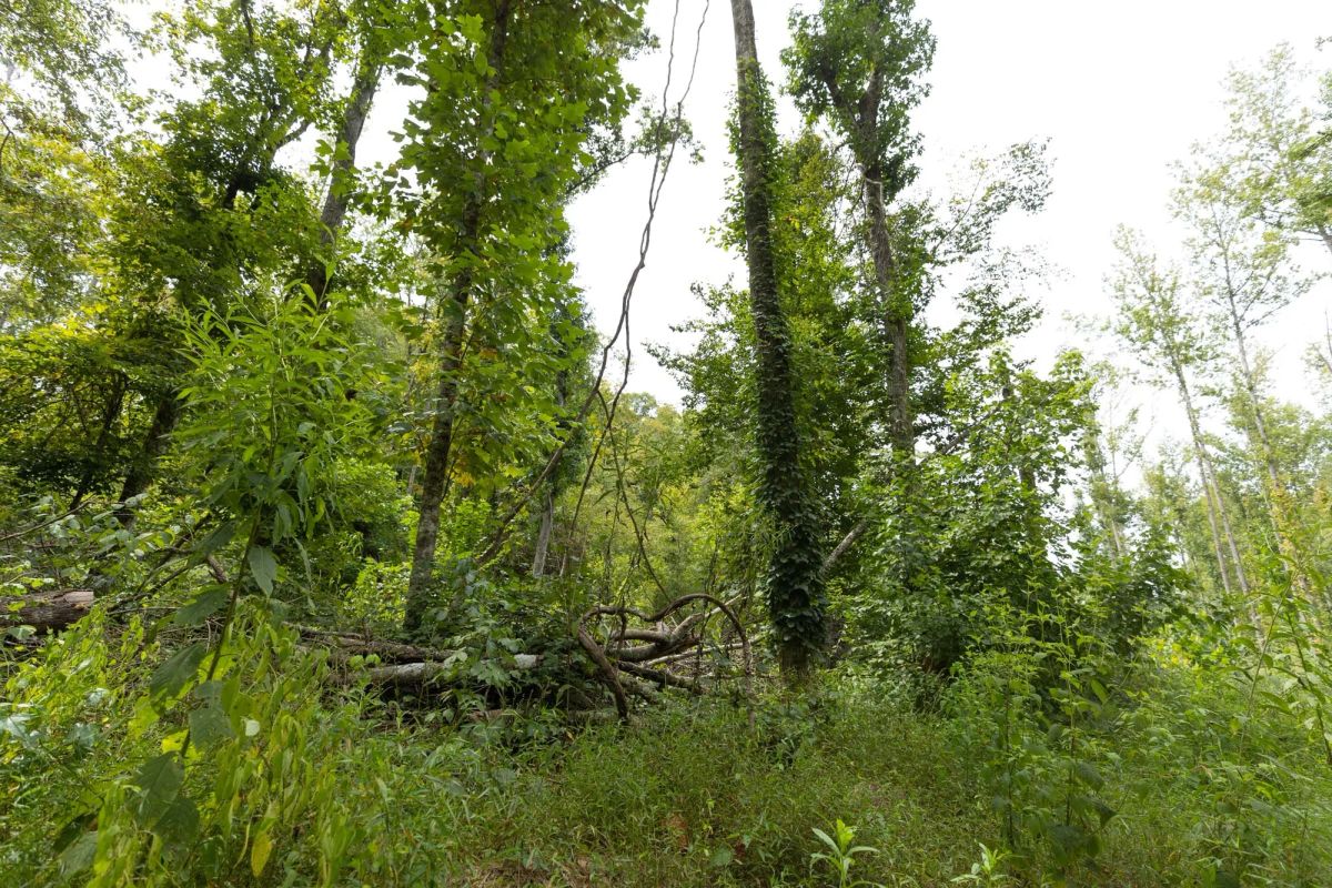 Decorative background for Big White Oak Tract 149 image 6