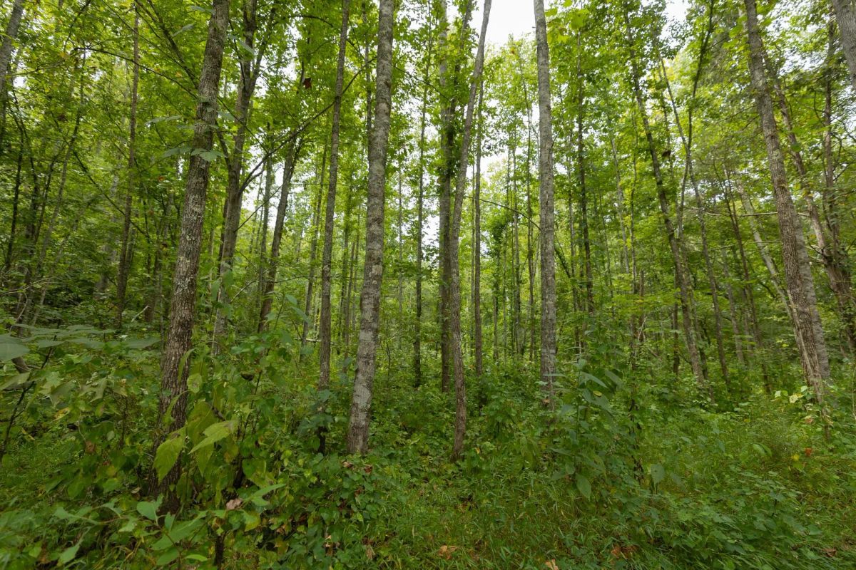Decorative background for Big White Oak Tract 149 image 7
