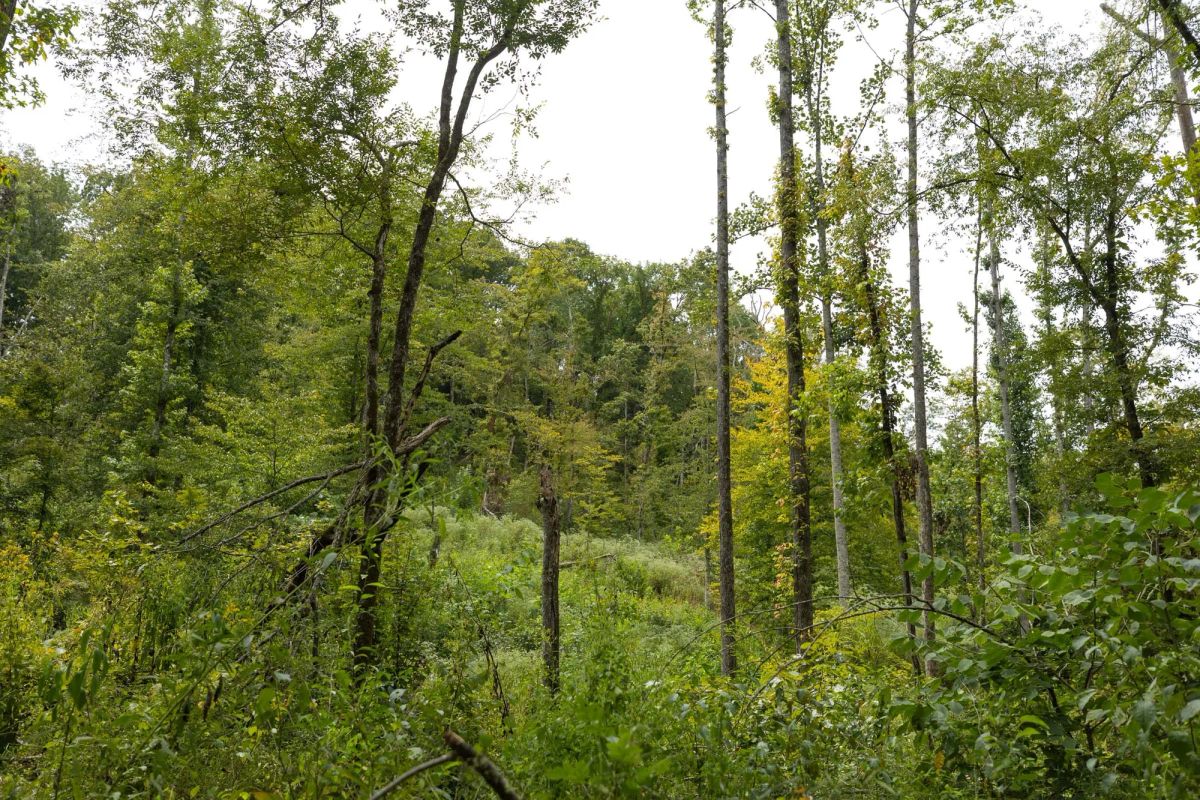 Decorative background for Big White Oak Tract 149 image 8